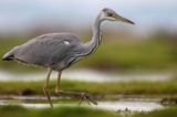 czapla siwa Ardea cinerea