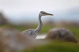 czapla siwa Ardea cinerea