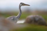 czapla siwa Ardea cinerea