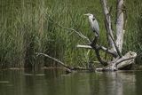 Czapla siwa, Ardea cinerea