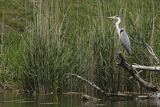 Czapla siwa, Ardea cinerea