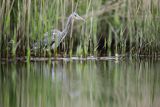 Czapla siwa, Ardea cinerea