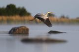 czapla siwa Ardea cinerea