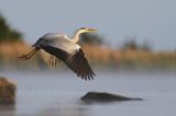 czapla siwa Ardea cinerea