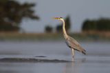 czapla siwa Ardea cinerea