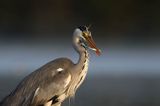 czapla siwa Ardea cinerea