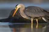 czapla siwa Ardea cinerea