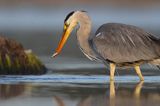 czapla siwa Ardea cinerea