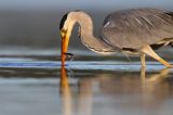 czapla siwa Ardea cinerea