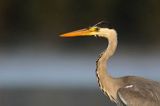 czapla siwa Ardea cinerea