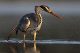 czapla siwa Ardea cinerea