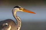 czapla siwa Ardea cinerea