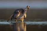 czapla siwa Ardea cinerea