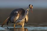 czapla siwa Ardea cinerea