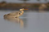 czapla siwa Ardea cinerea