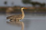 czapla siwa Ardea cinerea