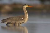 czapla siwa Ardea cinerea