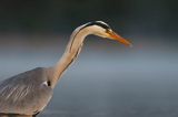 czapla siwa Ardea cinerea