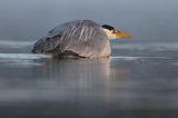 czapla siwa Ardea cinerea