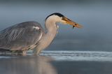 czapla siwa Ardea cinerea