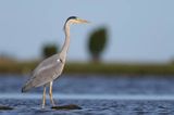 czapla siwa Ardea cinerea