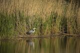 Czapla siwa, Ardea cinerea