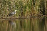 Czapla siwa, Ardea cinerea