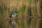 Czapla siwa, Ardea cinerea