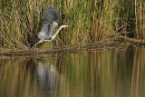 Czapla siwa, Ardea cinerea