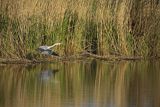 Czapla siwa, Ardea cinerea