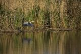 Czapla siwa, Ardea cinerea