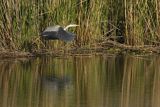 Czapla siwa, Ardea cinerea