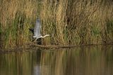 Czapla siwa, Ardea cinerea