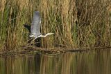 Czapla siwa, Ardea cinerea