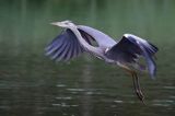 czapla siwa Ardea cinerea