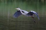 czapla siwa Ardea cinerea