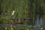 Czapla siwa, Ardea cinerea