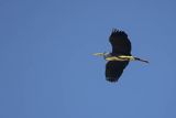 Czapla siwa, Ardea cinerea