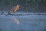 Czapla siwa, Ardea cinerea