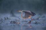 Czapla siwa, Ardea cinerea