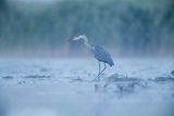 Czapla siwa, Ardea cinerea