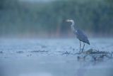 Czapla siwa, Ardea cinerea