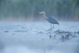 Czapla siwa, Ardea cinerea