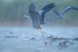 Czapla siwa, Ardea cinerea