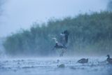 Czapla siwa, Ardea cinerea