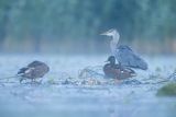 Czapla siwa, Ardea cinerea