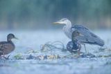 Czapla siwa, Ardea cinerea