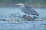 Czapla siwa, Ardea cinerea