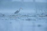 Czapla siwa, Ardea cinerea