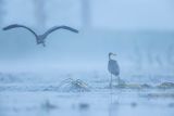 Czapla siwa, Ardea cinerea